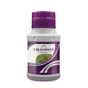 Thaimox Thiao Dabba mockup